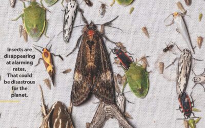 El silencioso colapso de los insectos y por qué debería preocuparnos